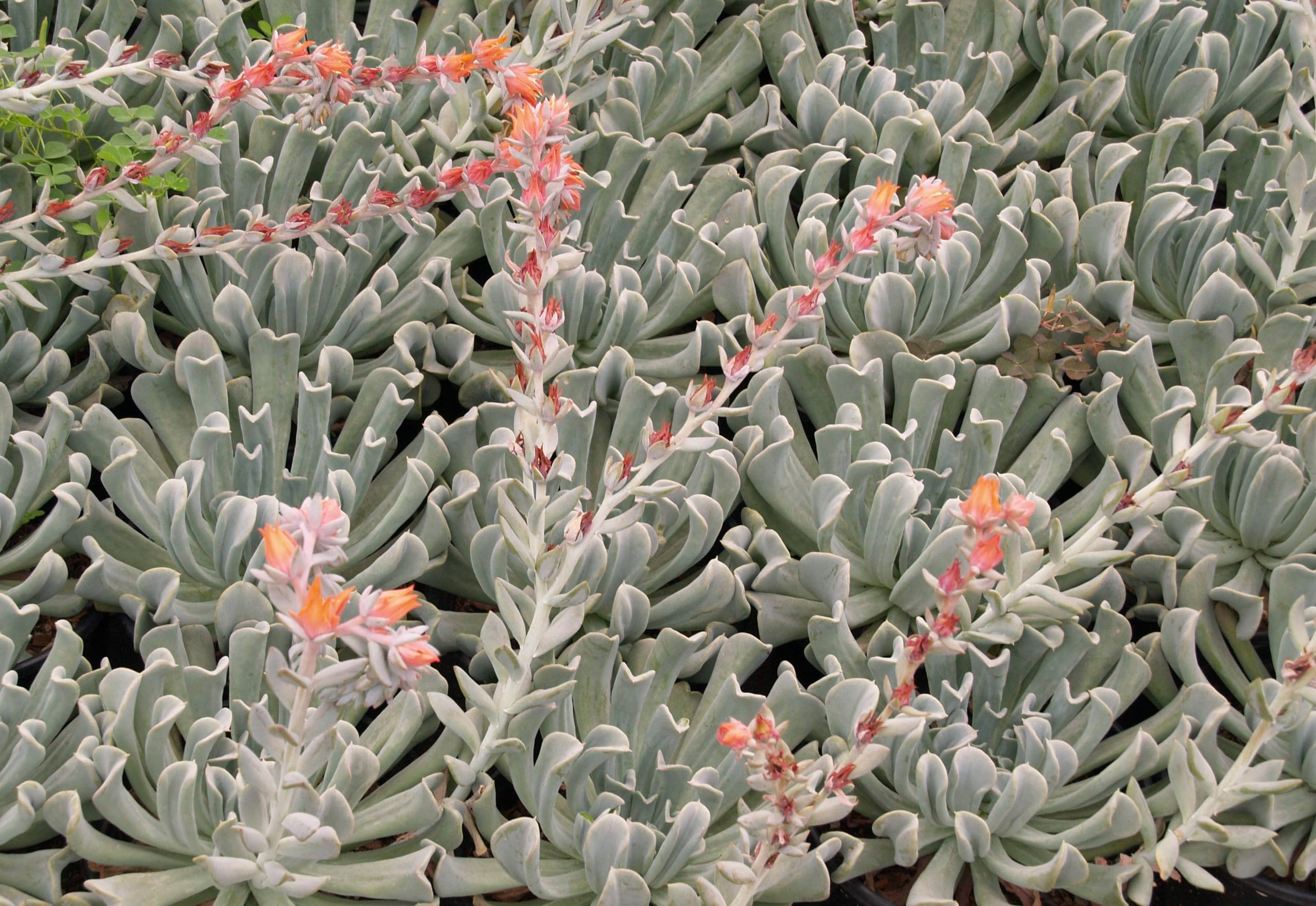 Amazon.com : Echeveria Topsy Turvy - Live Starter Plant in a 2